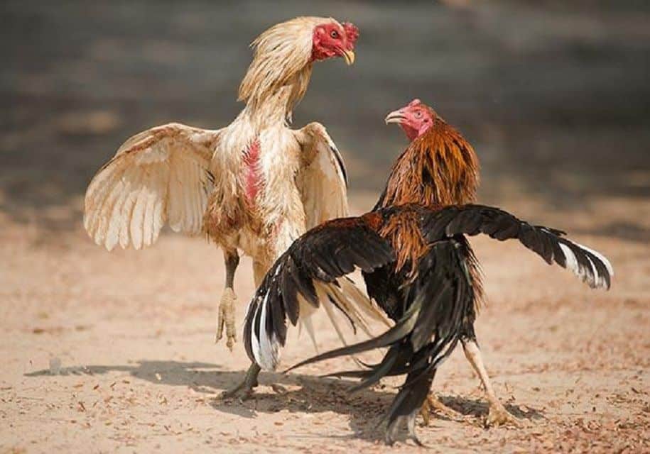 Đá Gà Cựa Dao Sv388 - Chuyên Mục Giải Trí Mang Về Lợi Nhuận Khủng