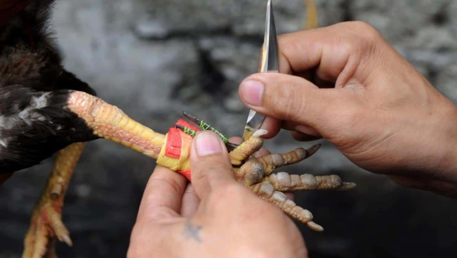 Đá Gà Cựa Dao Sv388 - Chuyên Mục Giải Trí Mang Về Lợi Nhuận Khủng