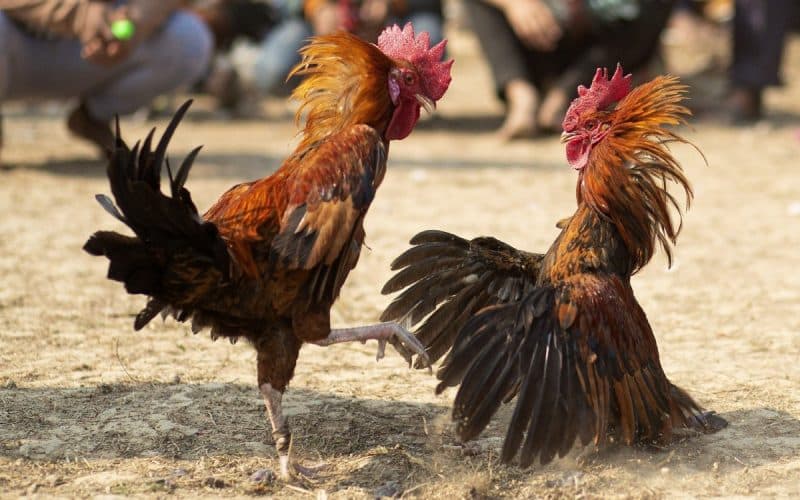 Đá Gà Cựa Dao Sv388 - Chuyên Mục Giải Trí Mang Về Lợi Nhuận Khủng