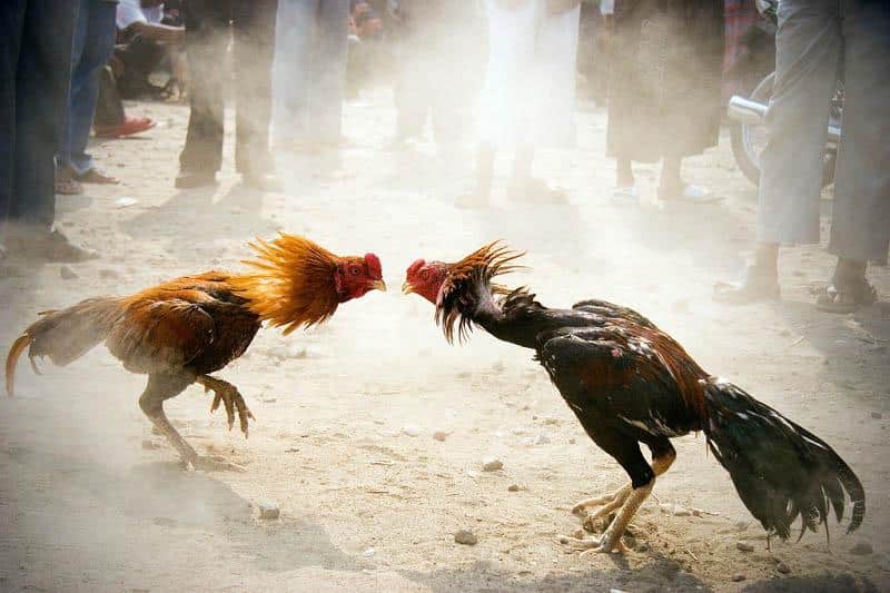 Đá Gà Thomo Sv388 - Trải Nghiệm Mãn Nhãn Và Sống Động Từng Giây